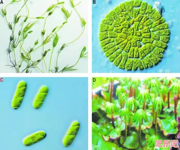 嫩草研究一二三四五六：科学家发现新型植物对抗气候变化的潜力，或将改变生态未来！